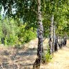Жизнь поселения